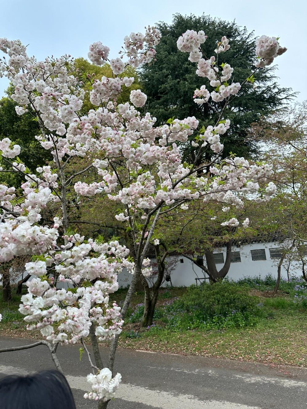 23.04.03-23.04.09 清明，无锡